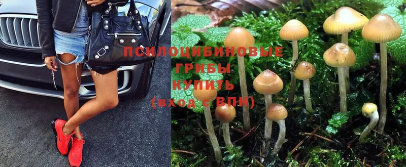 Псилоцибиновые грибы Cubensis  дарнет шоп  Северобайкальск 